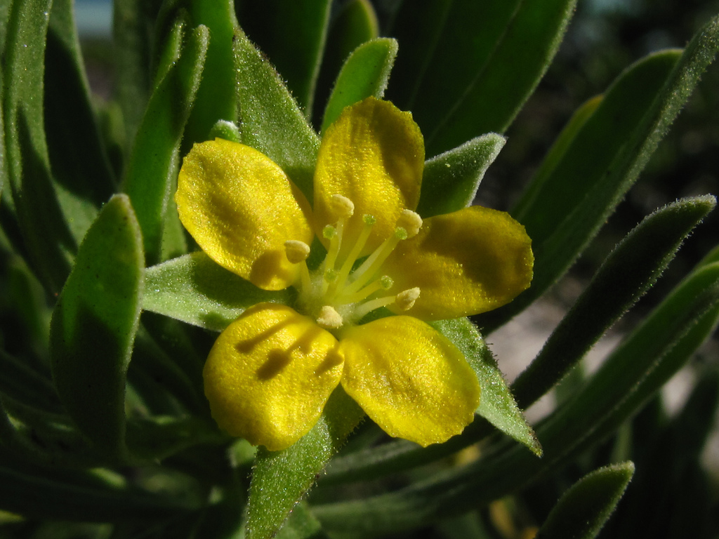 Представитель Семейства Surianaceae
